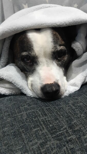 Anyone up for a 'My Dog POV' thread?