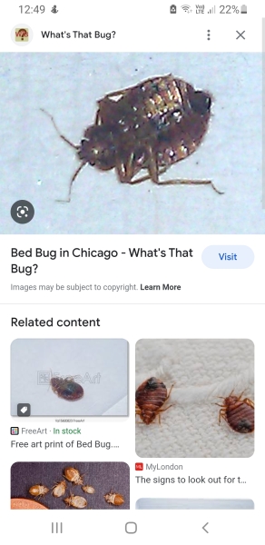 TW CONTAINS DISGUSTING PIC! cockroach or bedbug?