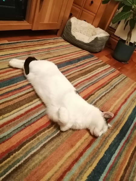 How much does your cat weigh? Do you think it's too much, too little or just right? :)