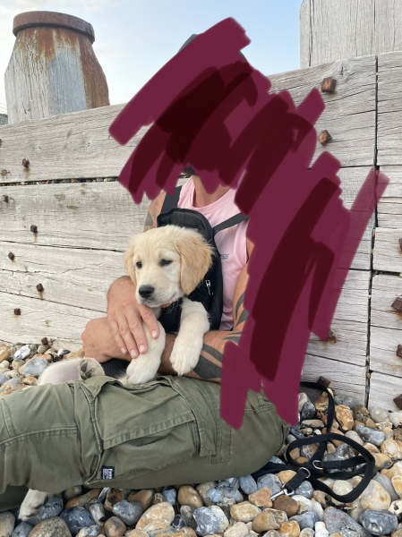 How did you socialise your big/heavy puppy?