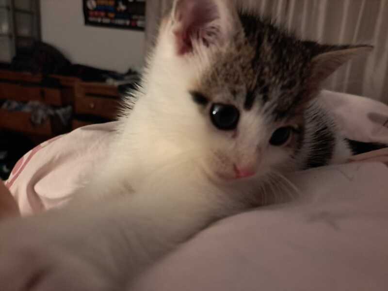 Help? I've acquired a very young kitten?