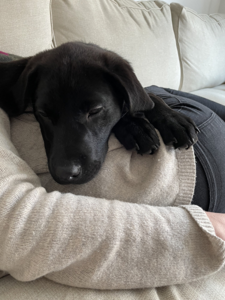 Anyone up for a 'My Dog POV' thread?