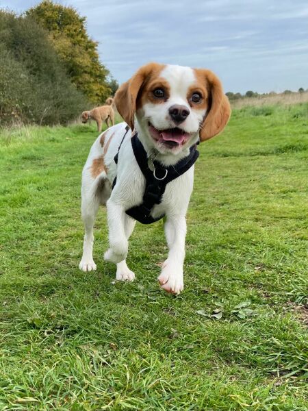 Small calm dog breeds