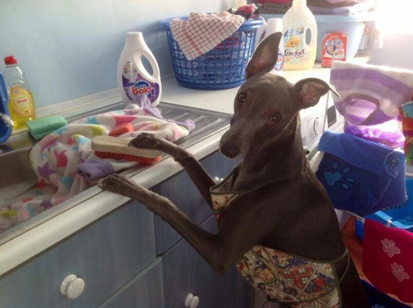 Do you let your dog lick the dishes?