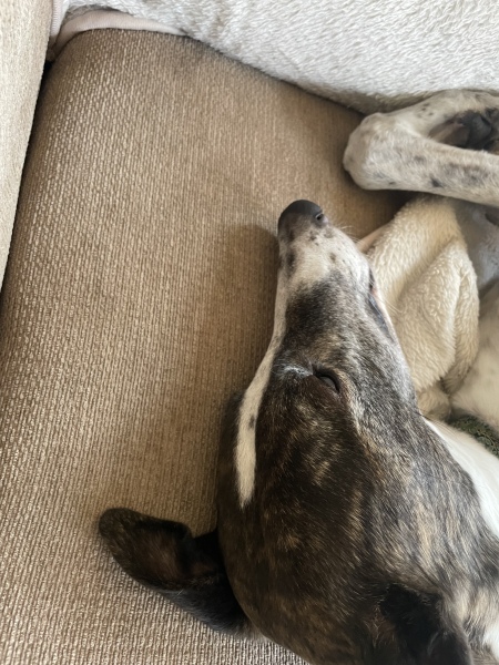 Anyone up for a 'My Dog POV' thread?