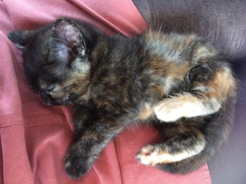 Teddy the Terror, 15 weeks old when can we neuter (pics)!