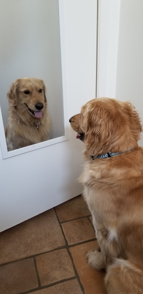 Do you get your dog groomed? 