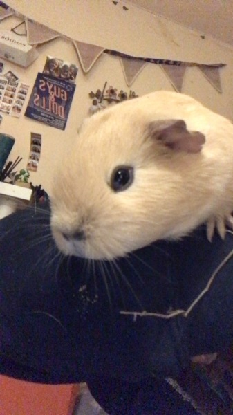 Do we need to get another guinea pig?