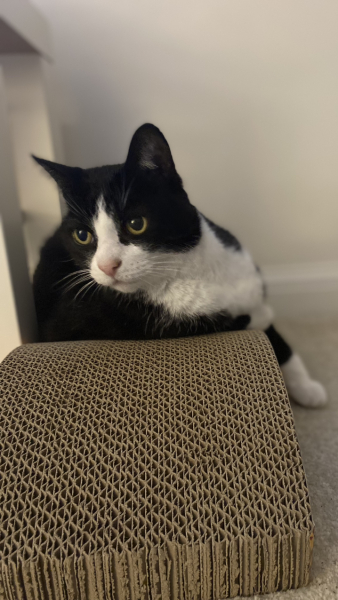Scratching the carpet