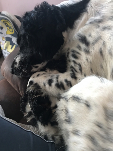 Anyone up for a 'My Dog POV' thread?