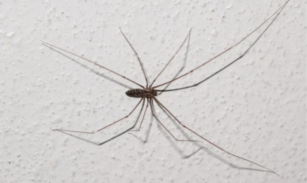 Indorex for spiders? 