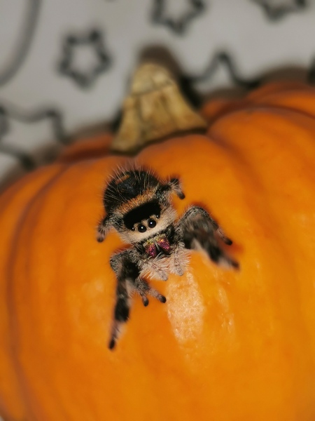 Did anyone get that big £30 spider skeleton from Asda? 