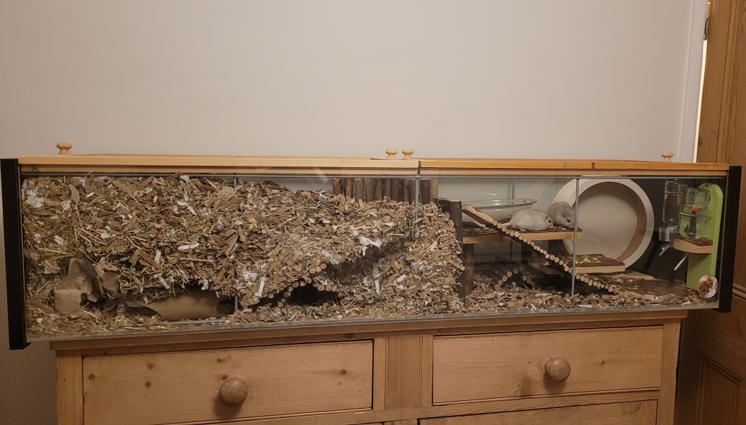 Best gerbil cage - advice please do I need to upgrade? 