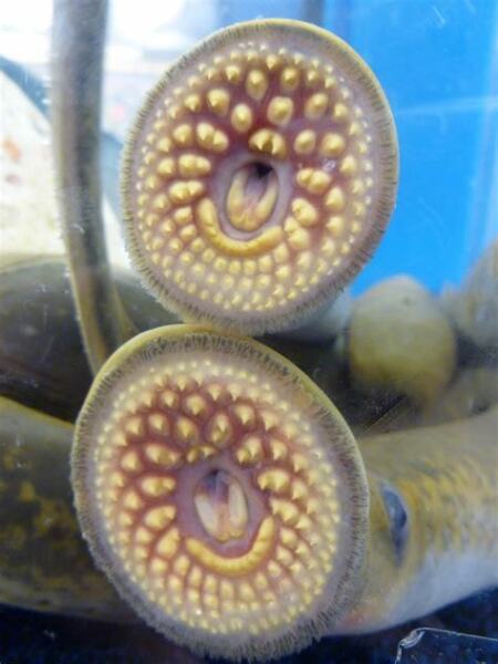 List of causes of Death from 1632