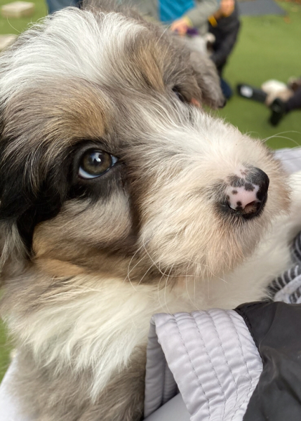 Boy dog names please!