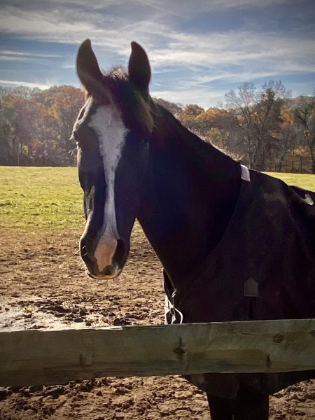 To feel sorry for people with horses?