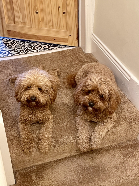 Anyone else have colour Coordinated dogs?