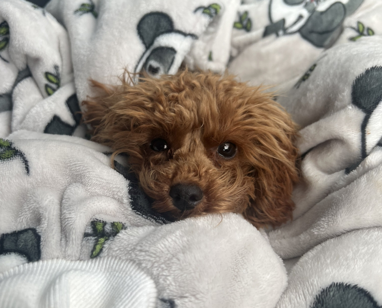 Puppy Survival Thread - as we approach Fireworks night for the first time…