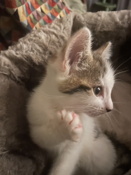 The adventures of Peppa and soon to be Bingo