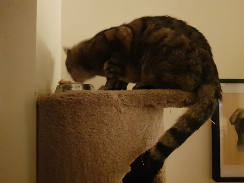 Thug cat part 4.  After all, it's not my Axminster.