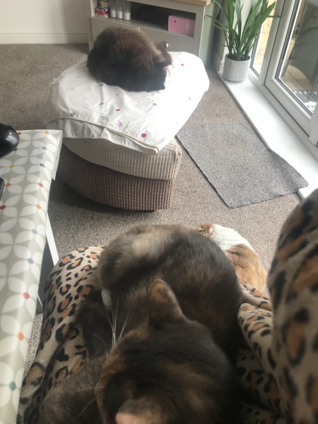 Advise about rescue cat 