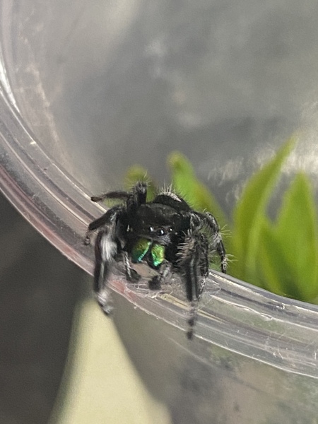 Did anyone get that big £30 spider skeleton from Asda? 