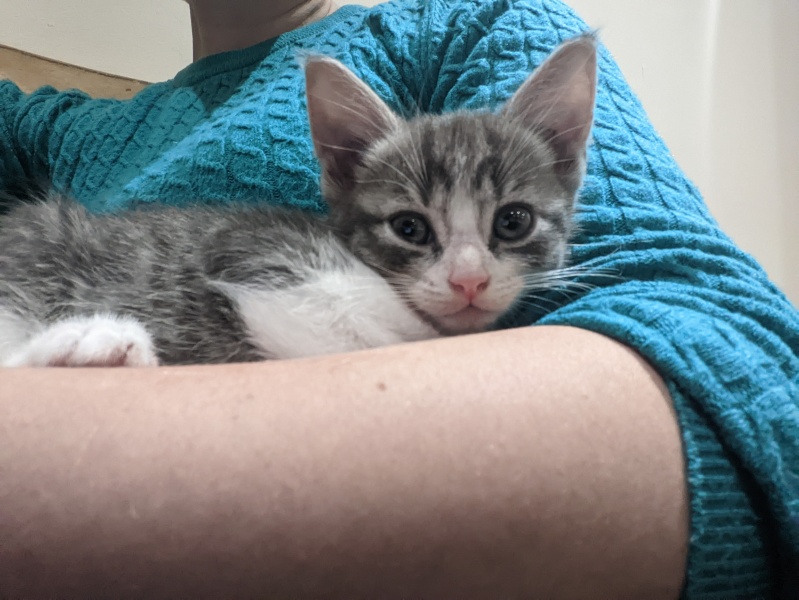 Kitten will only sleep on me...