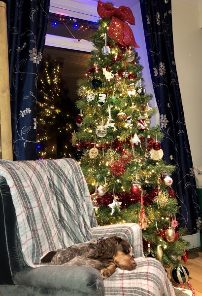 What goes on your tree?