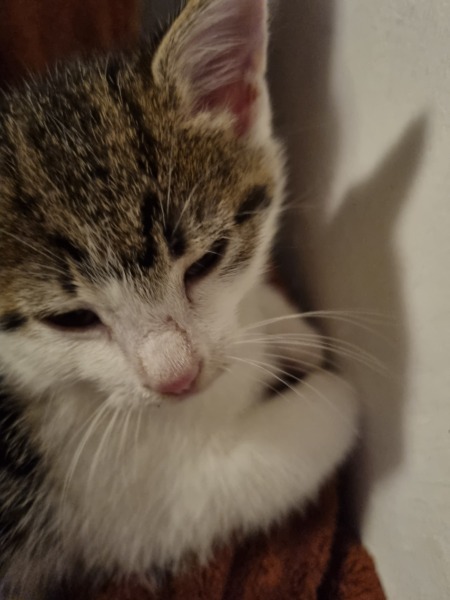 Help? I've acquired a very young kitten?