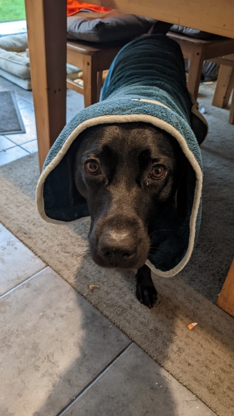 Dog getting cold and shivery post-walk - advice please!