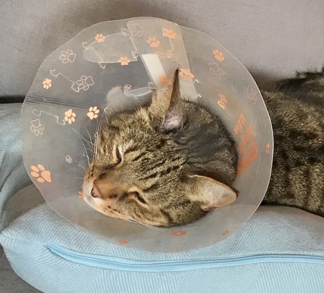 Help? I've acquired a very young kitten?