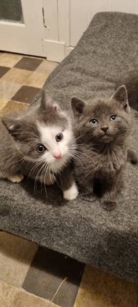 Is this cat pregnant?