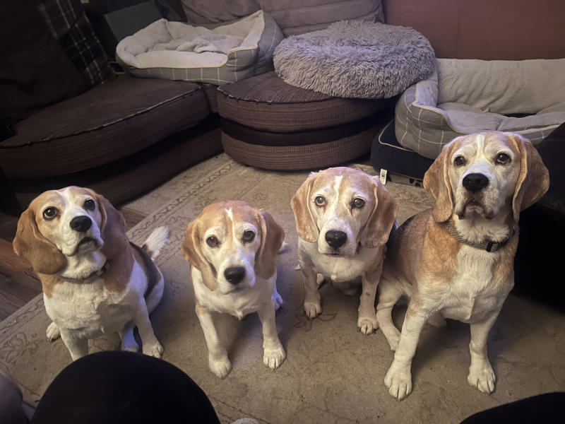 To get a beagle?