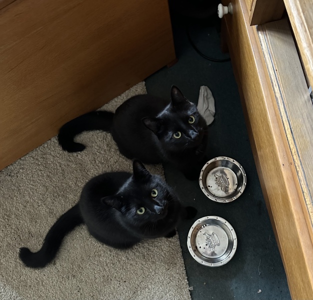 Help? I've acquired a very young kitten?