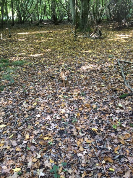 Anyone else have colour Coordinated dogs?
