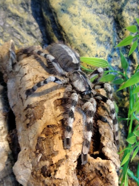 Did anyone get that big £30 spider skeleton from Asda? 