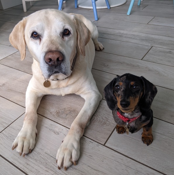 If you have a bigger dog and a smaller dog...
