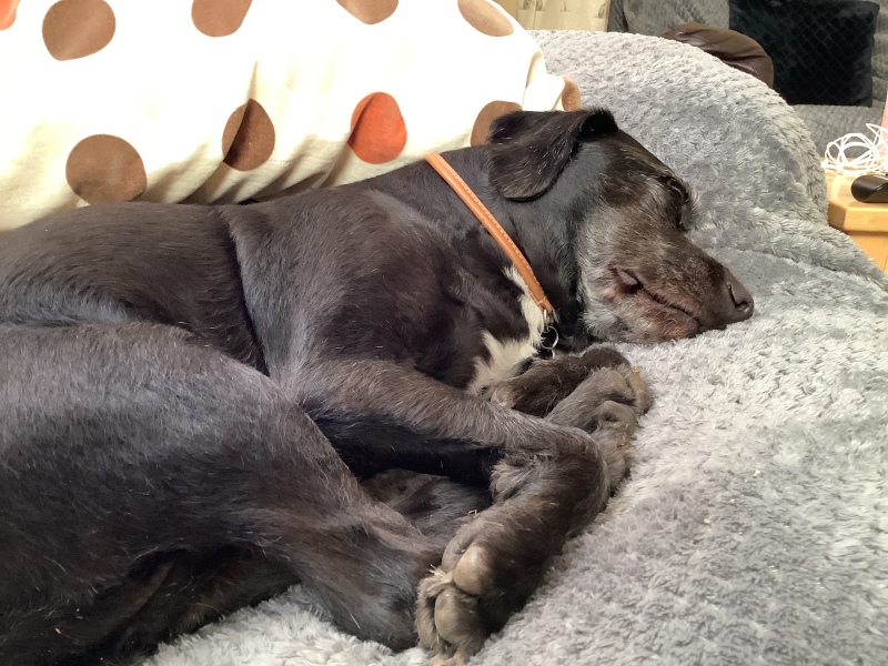 Anyone up for a 'My Dog POV' thread?