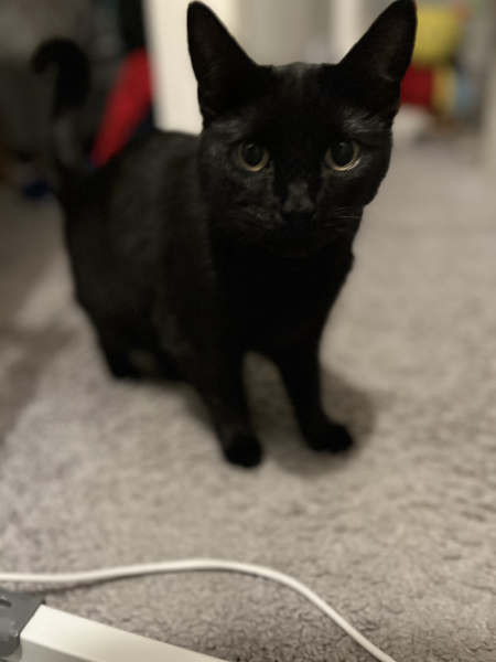 Adopting our first cat