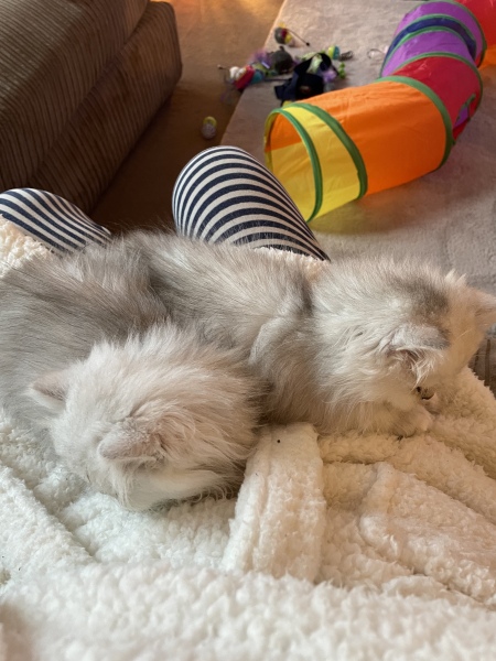 Help? I've acquired a very young kitten?