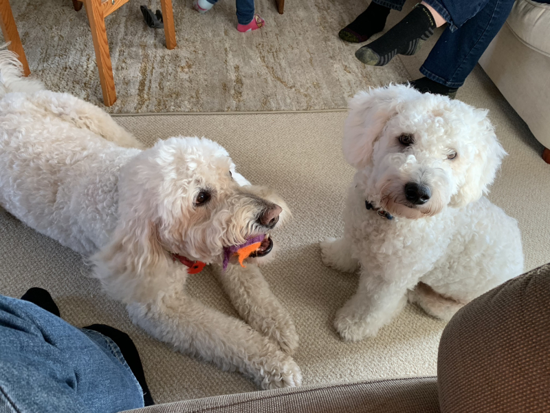Does anyone trim their own dog?