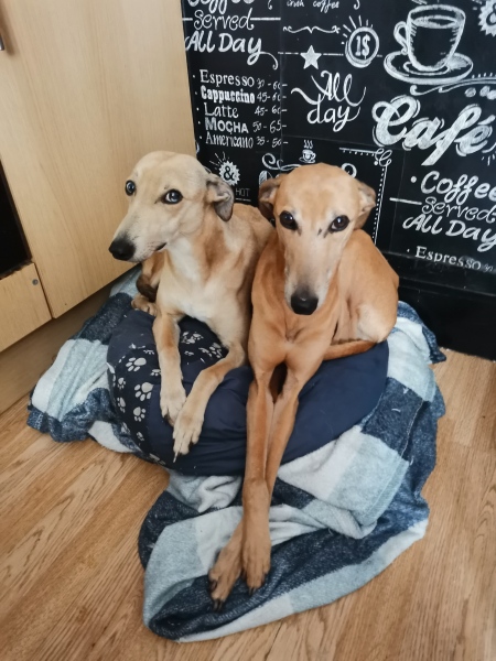 Recommend me a breed?
