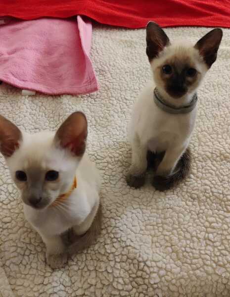 Kitten pics on a dreary Saturday 