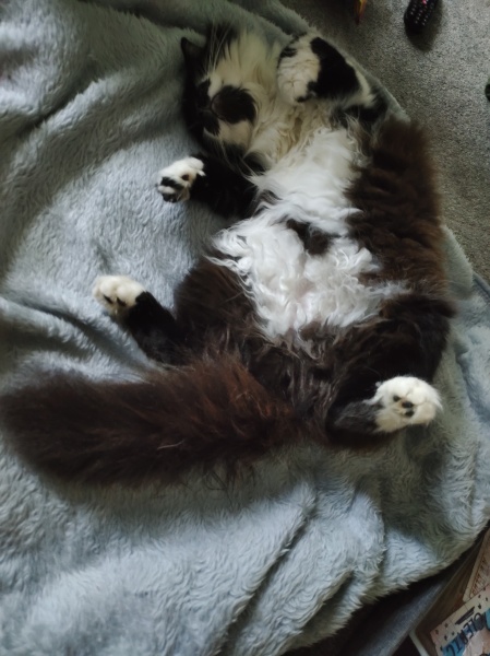 What do I do about my neighbours cat??
