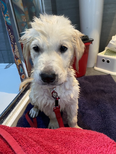Puppy Survival Thread - as we approach Fireworks night for the first time…