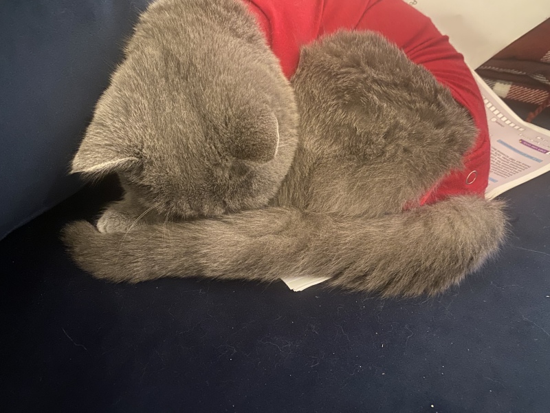 Urgent post spay help