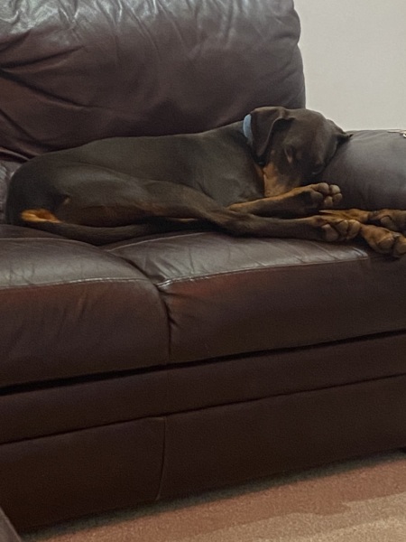 Anyone else have colour Coordinated dogs?