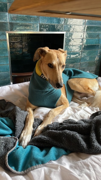 When do you put heating on...for dog??