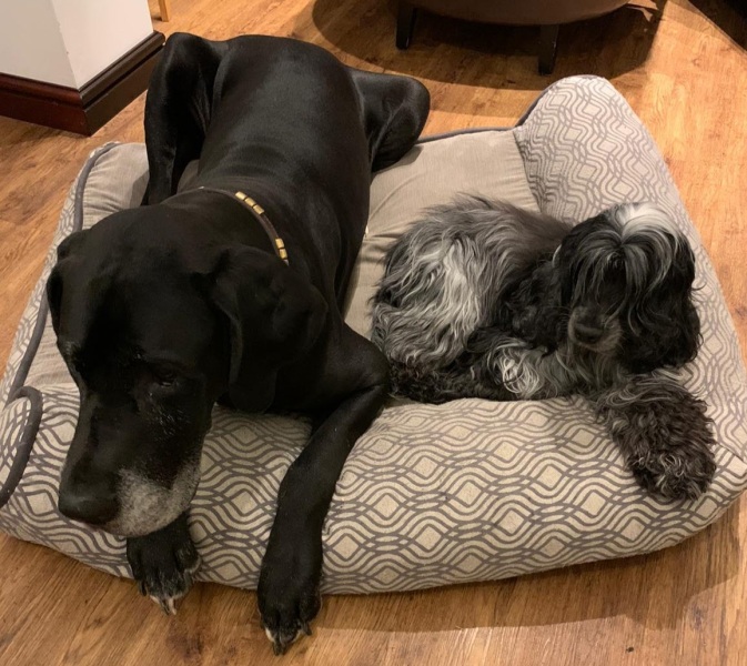 If you have a bigger dog and a smaller dog...