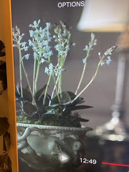 What is this plant?
